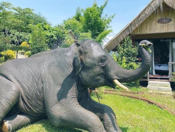 3 Pok Maewang Jinxiang Gold Elephant Park แม่วาง ภายนอก รูปภาพ