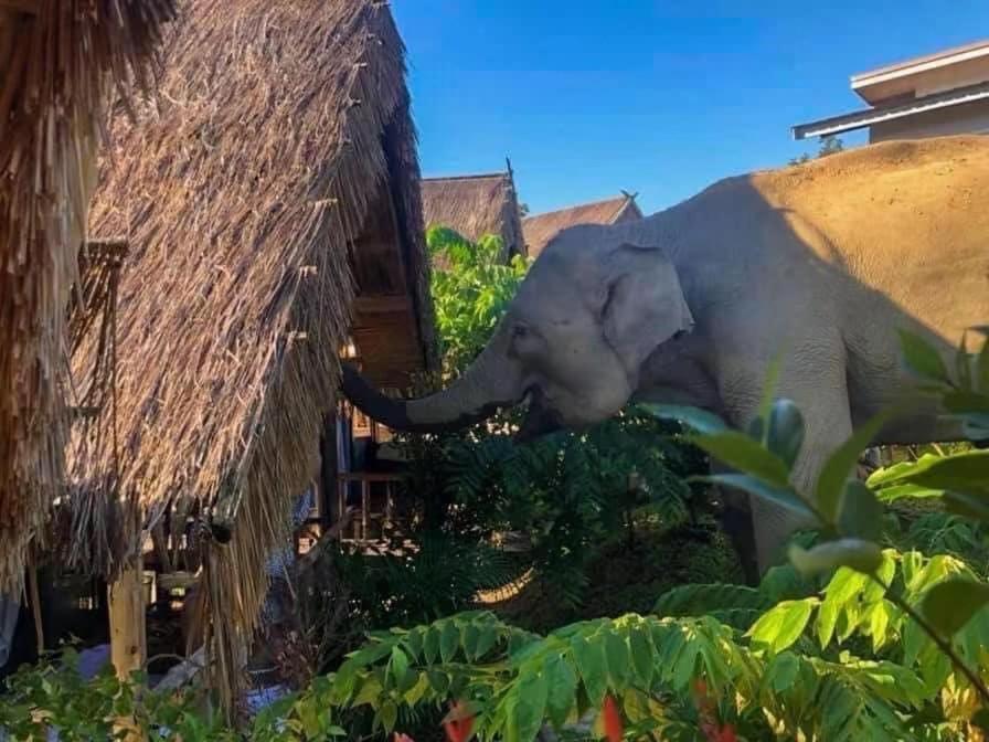 3 Pok Maewang Jinxiang Gold Elephant Park แม่วาง ภายนอก รูปภาพ