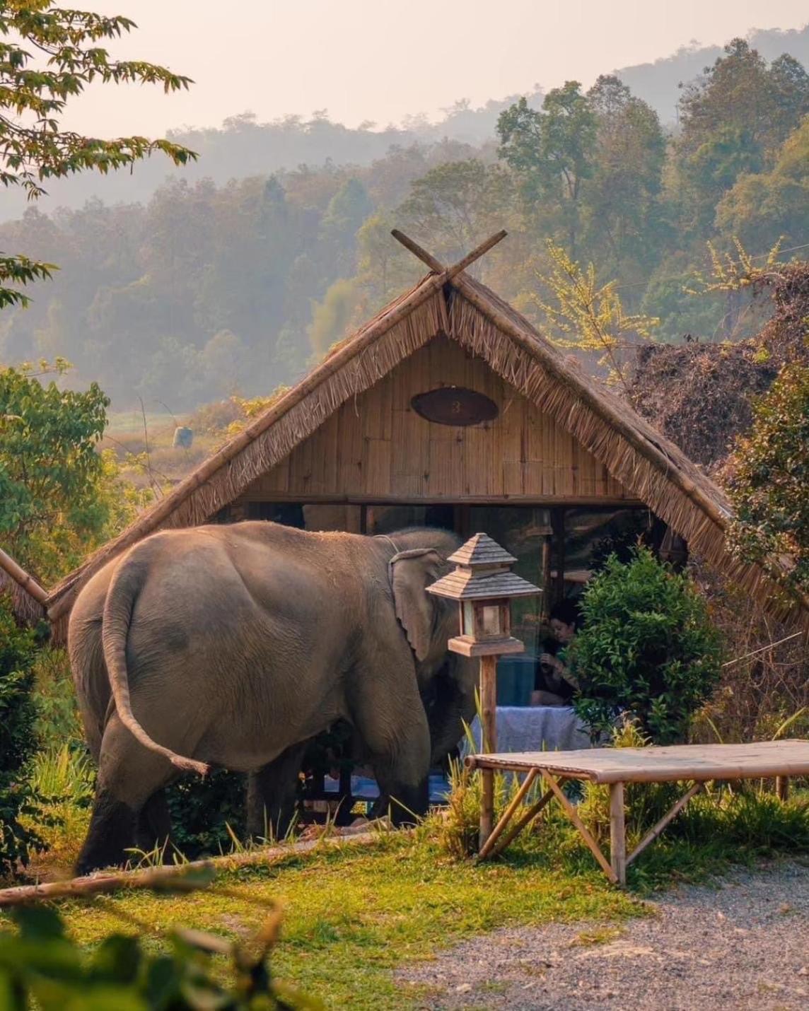 3 Pok Maewang Jinxiang Gold Elephant Park แม่วาง ภายนอก รูปภาพ