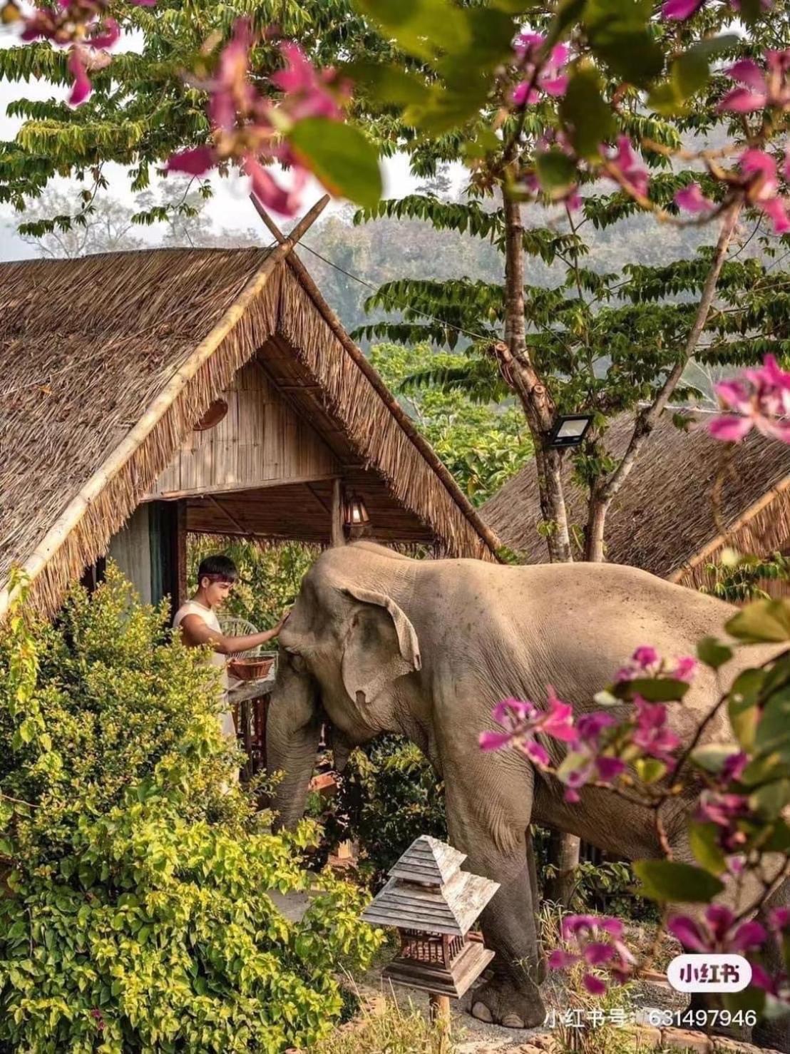 3 Pok Maewang Jinxiang Gold Elephant Park แม่วาง ภายนอก รูปภาพ