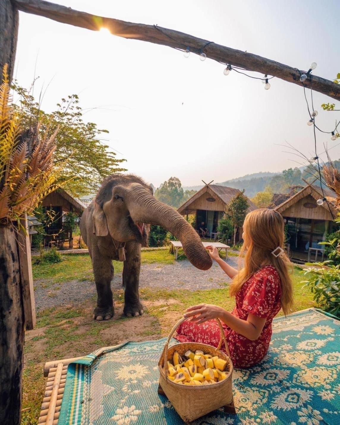 3 Pok Maewang Jinxiang Gold Elephant Park แม่วาง ภายนอก รูปภาพ